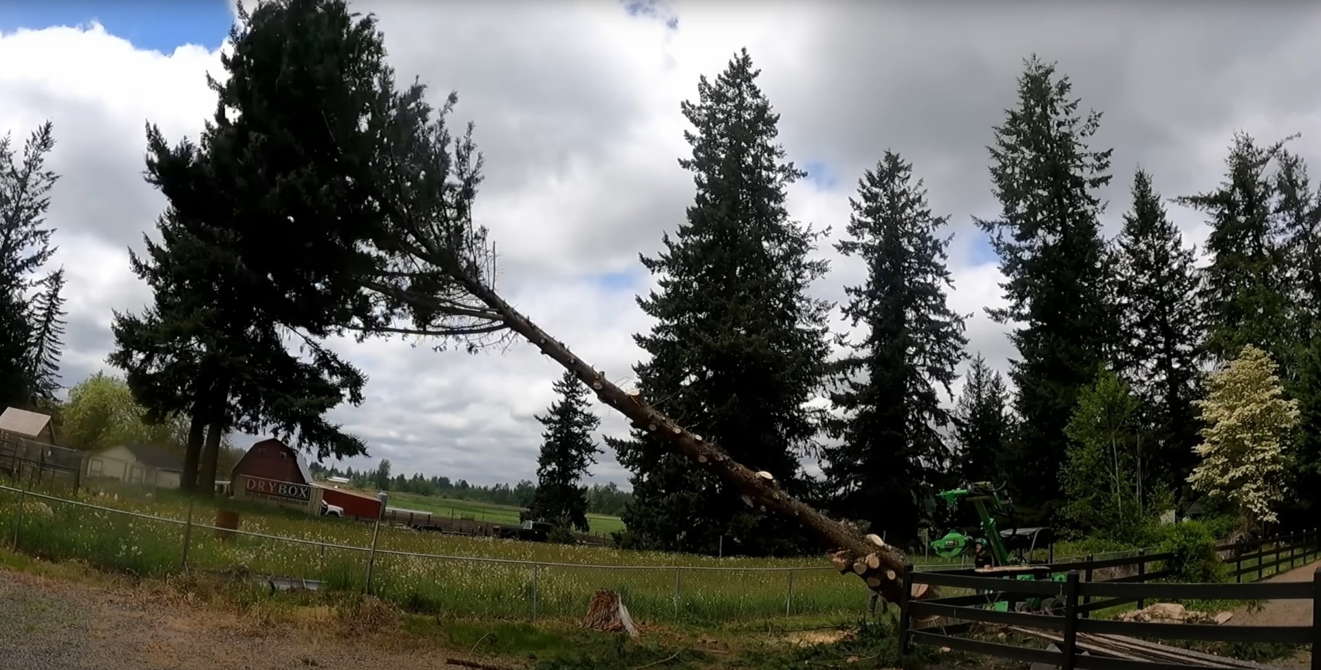 Large tree removal project with specialized equipment and professional crew in rural setting