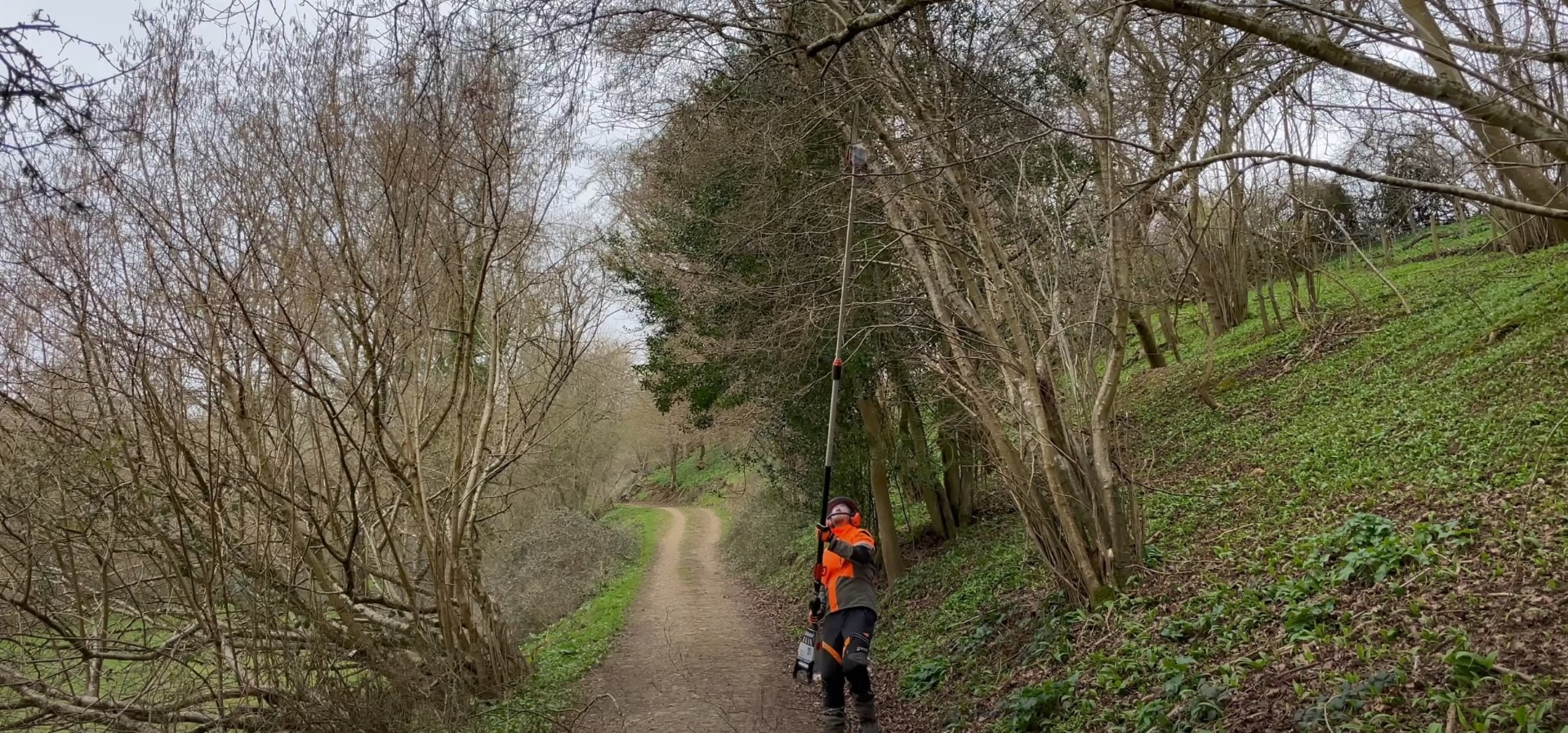 Arborist in safety orange gear operating chainsaw on tree in natural woodland setting