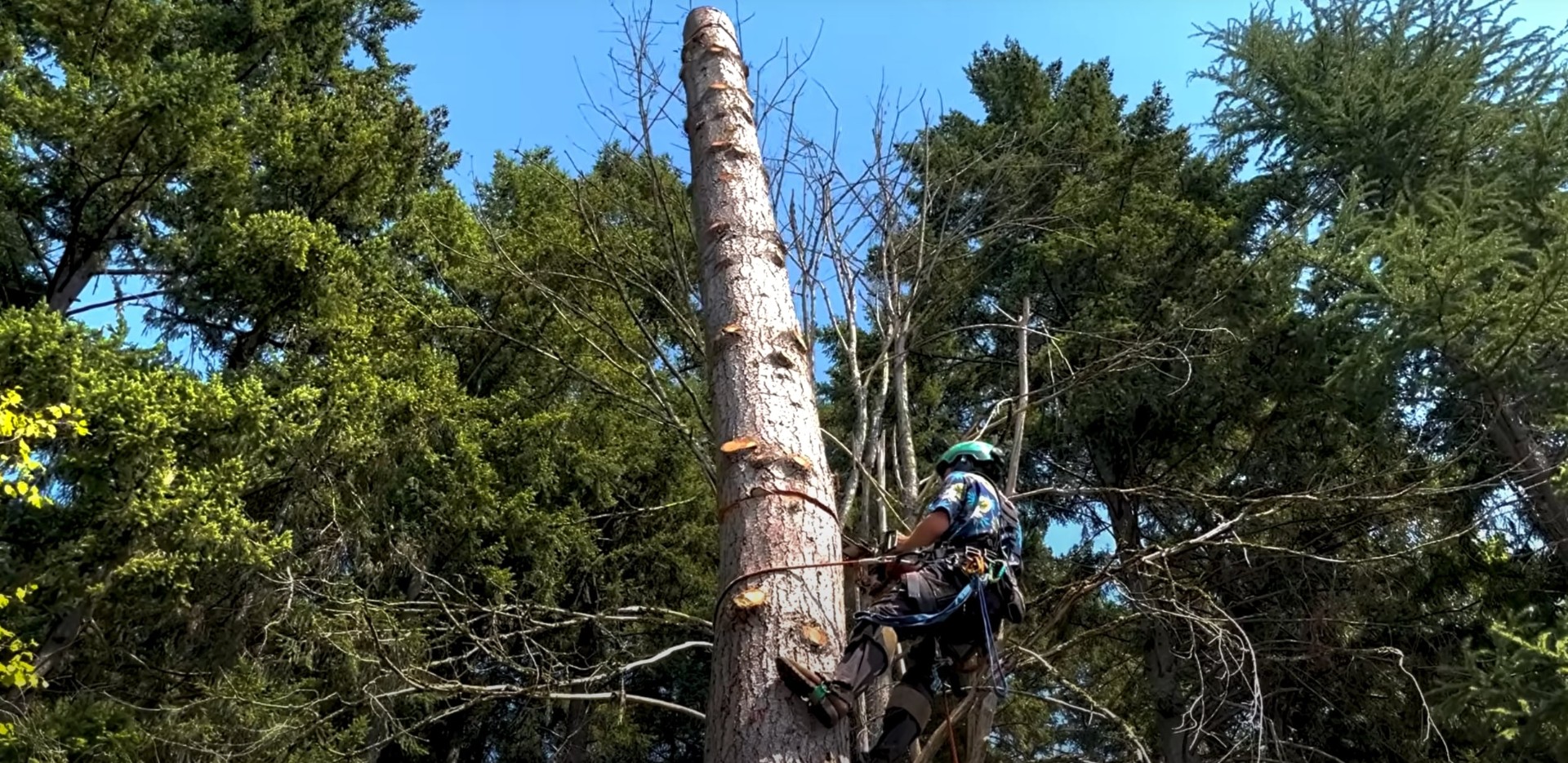 Professional arborist using climbing equipment and safety gear for high tree removal