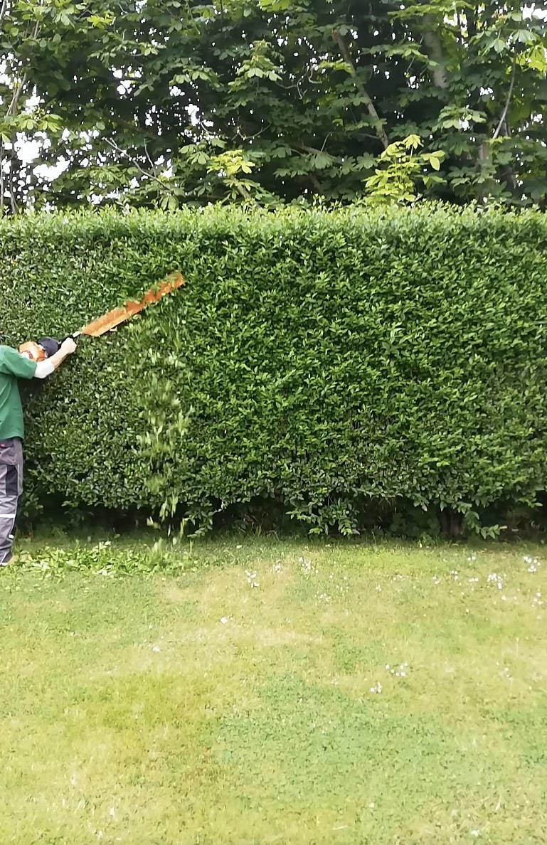 Professional hedge trimming and landscaping maintenance services for residential properties