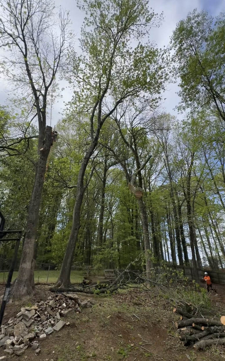 Tree service professionals working on residential property with specialized equipment and safety gear