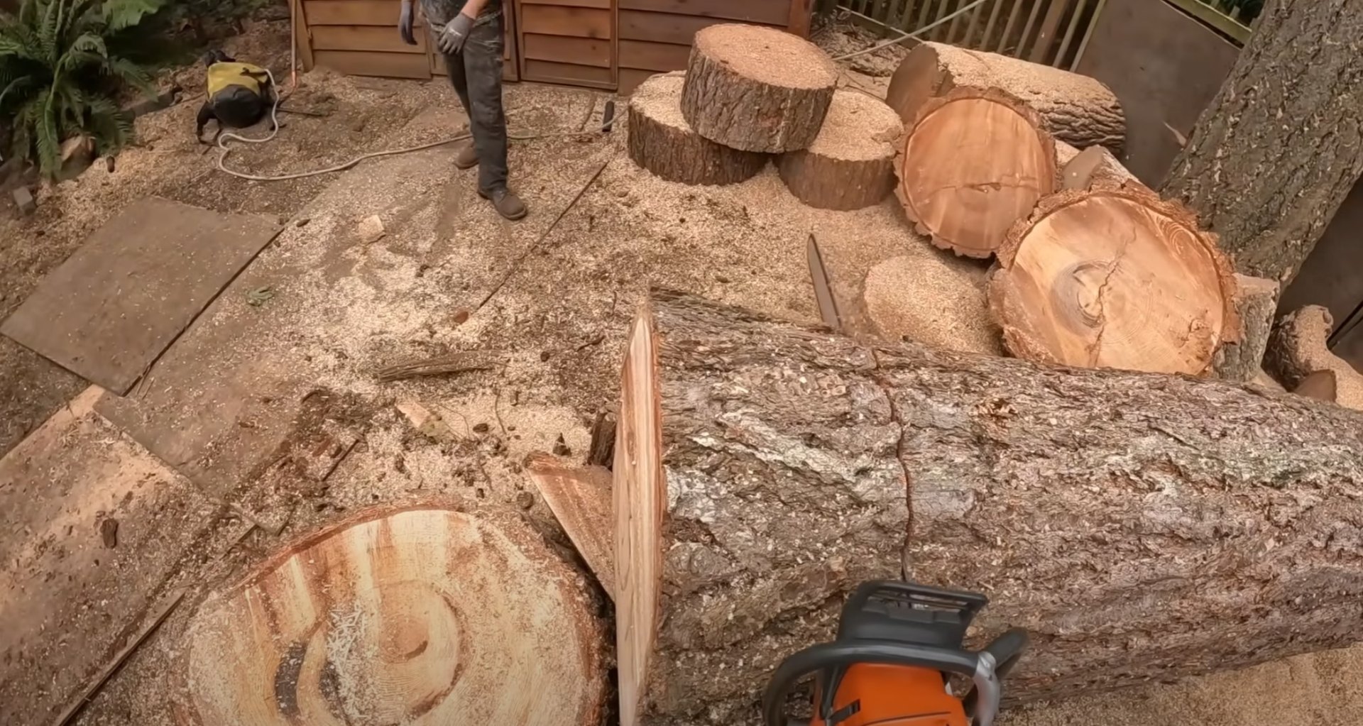 Professional tree cutting and sectioning work with chainsaw and safety equipment