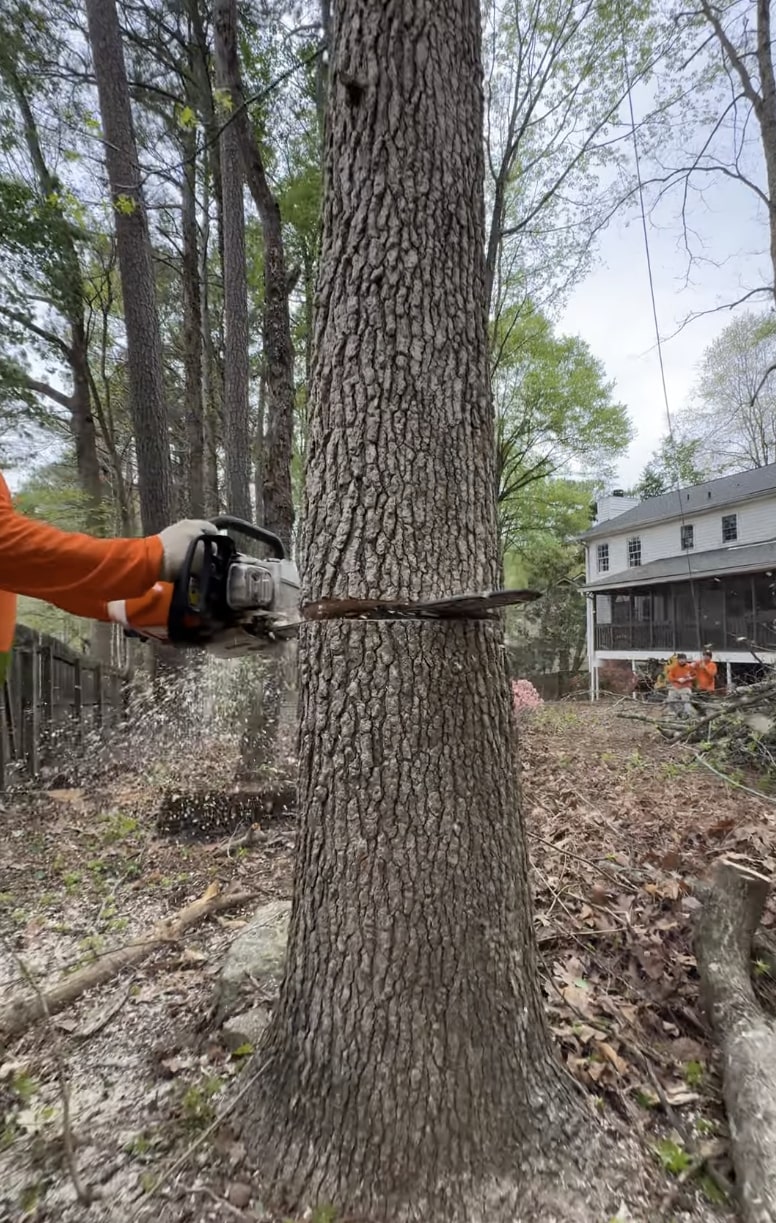 Certified arborist using chainsaw for precision tree removal in residential setting