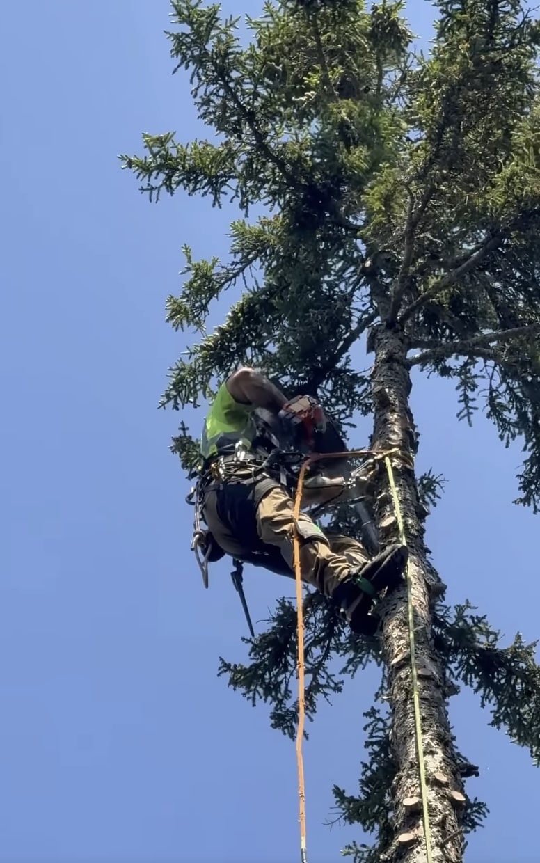 Professional arborist safely removing a large tree using specialized equipment and rigging techniques